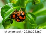 Mating Of A Ladybug Or Ladybird....