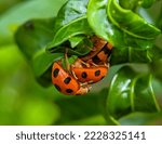Mating Of A Triple Ladybug Or...