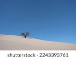 A single dead tree on sand dunes under a blue sky.
