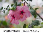  Hibiscus Rosa Sinensis  Known...