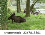 Moose (Alces alces) female, mother with young animal lying in the wildlife park in Schweinfurt, Franconia, Bavaria, Germany