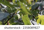 Small photo of Delicious Fig fruits (Ficus Carica), in the bountiful vegetable garden. Late summer season