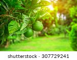Lime Tree With Fruits Closeup