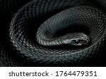 Small photo of Comparing to other Australian snakes this 2m fellow is almost non-venomous. Although its bite causes serious illness, bloodclotting disorder, muscle/nerve damage that would knock you down in few secs.