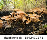Armillaria Mellea  Honey Fungus ...