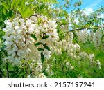 Beautiful White Flowers Of...