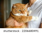 A beautiful big fat ginger cat.The muzzle of an animal with a green eye.Fluffy orange white fur of a pet.A beloved friend on the hand of the owner of the person at home.Excess weight.