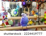Small photo of A beautiful little budgie.A parrot with a blue feather in a cage on a branch of the house.A pet in a Valliere with food and a toy.Exotic bird at home.An animal with a beak and a wing
