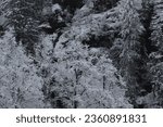 Small photo of Solang Nullah, Himachal Pradesh, India - March 14, 2020: Natural design formed by snow covered tree branches