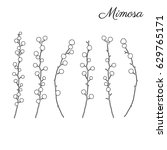 mimosa flower hand drawn vector ... | Shutterstock .eps vector #629765171