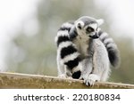 Ring Tailed Lemur They Are...