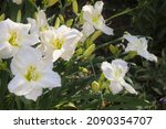Daylily White Varieties Cool It ...