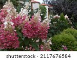 Small photo of Selective focus on flowers paniculate hydrangea pinkie winky. Blooming hydrangea bush in garden design.
