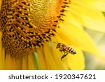 Honey Bee Pollinating Sunflower ...