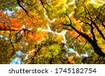 Autumn Forest Tree Top...