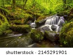Stream waterfall in a mossy forest. Mossy forest cold creek. Cold creek in mossy forest. Waterfall stream in forest