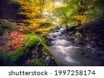 Autumn Forest River Stream In...