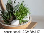 Small photo of Succulent mini garden. Home decor with our easy-to-care-for cactus and succulent dish garden. Miniature succulents selection decoration.