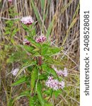 Small photo of A Danish flower - dansk blomst