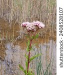 Small photo of A Danish flower - dansk blomst