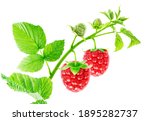 Two Raspberries On A Branch...