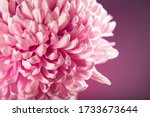 Small photo of Close up studio photography of China Aster Daisy flower