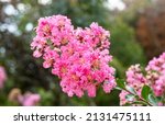 Small photo of flowering plant Lagerstroemia indica, the crape myrtle - crepe myrtle or crepeflower in bloom with pink flowers close-up spring blooming plants selective focus soft focus defocused