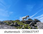 Small photo of Wild horse in Cornwall, England on the Rough Tor on Bodmin Moor. Rough Tor or Roughtor is a tor on Bodmin Moor, Cornwall, England, and is Cornwall's second highest point. Copy space.