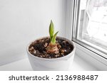 Small photo of Amaryllis in a clay pot on the windowsill. Amaryllis bud. Indoor plants, cultivation and care of domestic plants. The amaryllis bulb has risen.