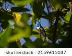 Small photo of GOIANIA GO BRAZIL - MAY 22 2022: A blue colored bird, perched on a branch of a tree, eating a blackberry. Sai-andorinha macho (Tersina viridis).