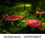 Spring Red Toadstools  Green...