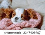 Small photo of Portrait of sleeping puppy Cavalier King Charles Spaniel. Little one with red and white fur took nap on pink knitted blanket on soft bed. Sweet doggy close eyes and drift off in safe house.