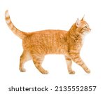 ginger cat walks on a white and isolated background