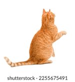 Small photo of ginger cat sits with its back with a raised paw on a white isolated background