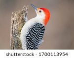 Red Bellied Woodpecker In The A ...