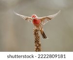 House finch lifting off from mullein with wings spread.