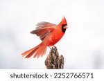 Male northern cardinal with...