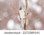 Tufted Titmouse Perched In...