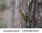 Scaly Bellied Woodpecker In...