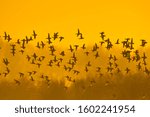Flock Of Ducks Flying In Morning