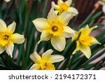 Small photo of Narcissus , yellow variety of narcissus with a large cup.