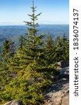 Evergreen trees stand strong against the winds on the edge of Mount Ascutney
