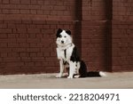 Small photo of black and white Yakutian Laika walks in the city