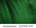 Tropical leaves  abstract green ...