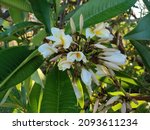 White Frangipani Flowers And...