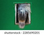 Portrait of a cute pony. pony...