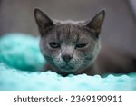 Small photo of A sad sick young gray cat lies on a fluffy blanket in a pet veterinary clinic. Suppressed disease, suppressed disease animal looks at the camera. Feline health background, copy space.