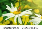 Small photo of A mottled chervonets butterfly sits on a flower in the garden. Lycaena phlaeas daimio. A white daisy flower with an orange butterfly. Natural nature in the field.