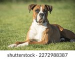 Small photo of Loyal Companion": portrait of a boxer dog with a loyal and confident expression