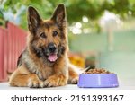 German Shepherd dog lying next to a bowl with kibble dog food, looking at the camera. Close up, copy space.